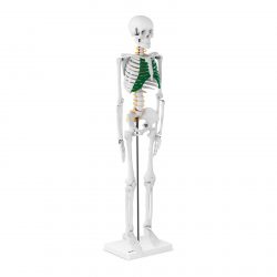 Mini model kostry človeka - 85 cm