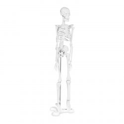 Mini model kostry človeka - mierka 1:4 (45 cm)