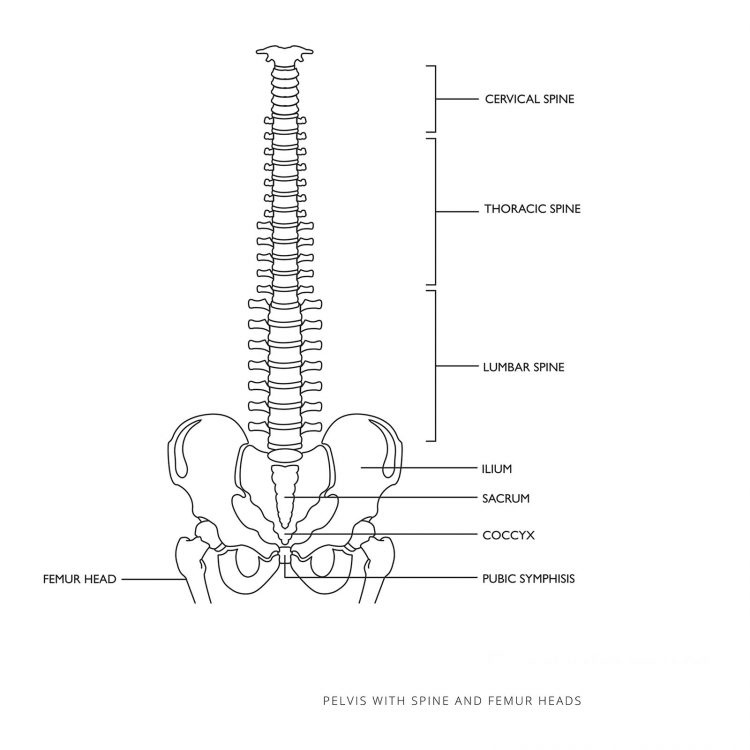 Model chrbtice s panvou vrátane hlavičiek stehenných kostí - 1