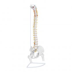Model chrbtice s panvou vrátane hlavičiek stehenných kostí