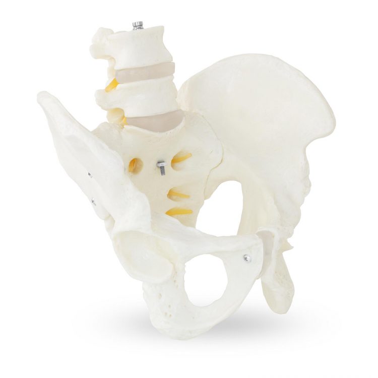 Model kostry mužskej panvy s bedrovými stavcami