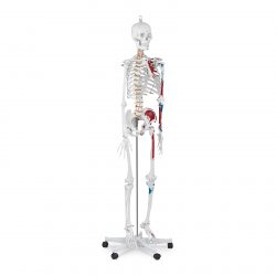 Model kostry človeka v životnej veľkosti - 180 cm - s farebným značením