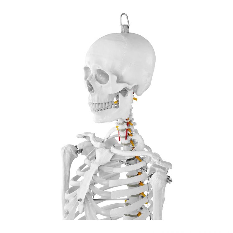 Model kostry človeka v životnej veľkosti - 176 cm