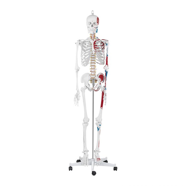Model kostry človeka v životnej veľkosti - 180 cm - s farebným značením