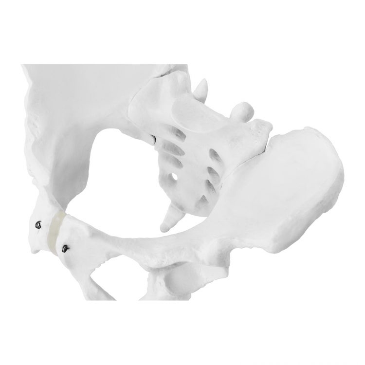 Model kostry ženskej panvy - 3