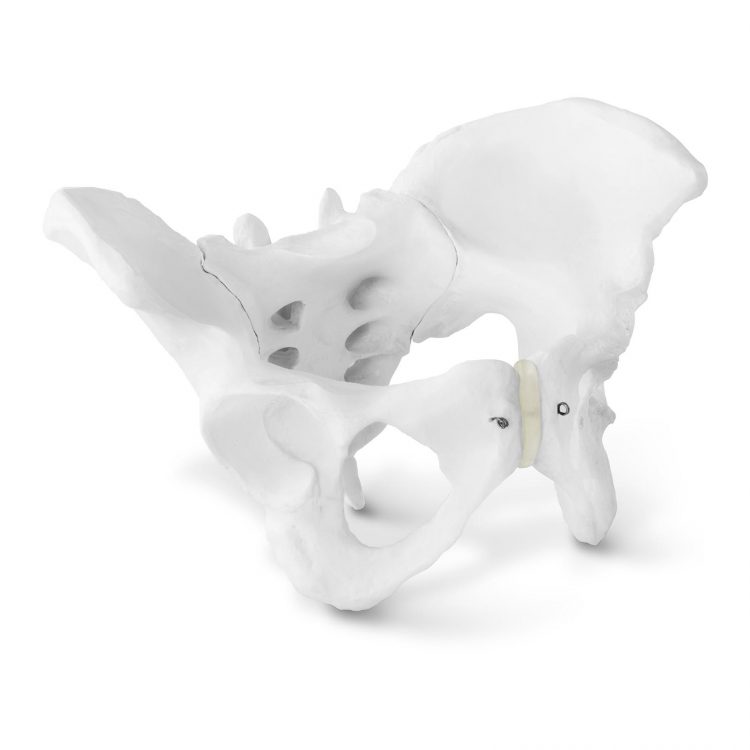 Model kostry ženskej panvy
