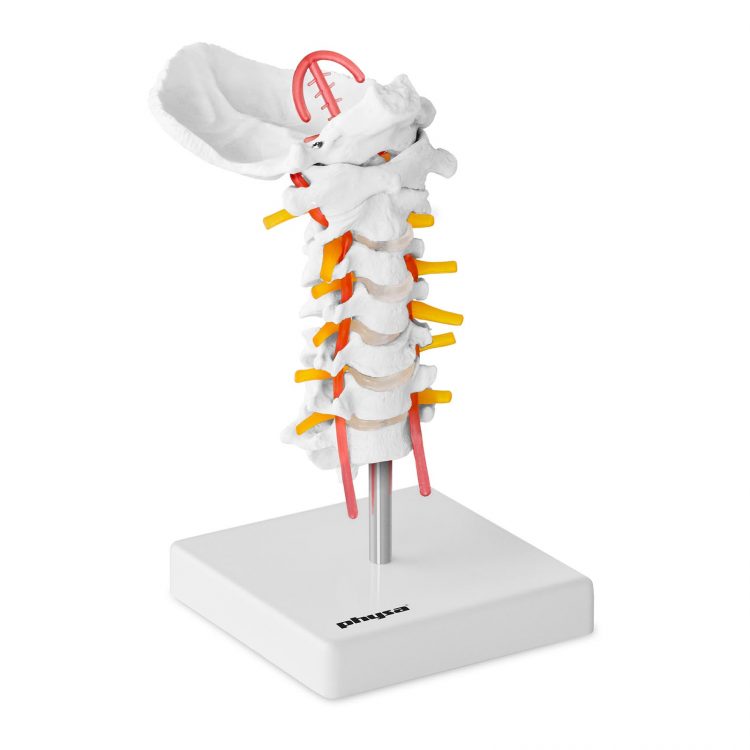 Model krčnej chrbtice