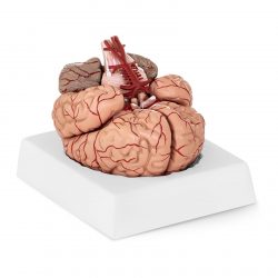 Model mozgu