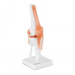 Trojrozmerný model kolenného kĺbu PHY-KJ-1