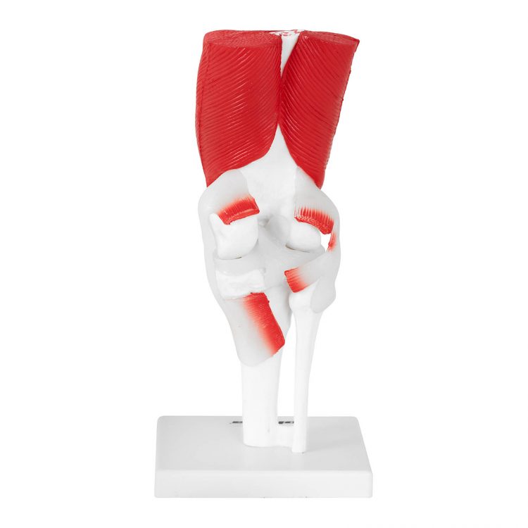 Model kolenného kĺbu - PHY-KJ-2 -3