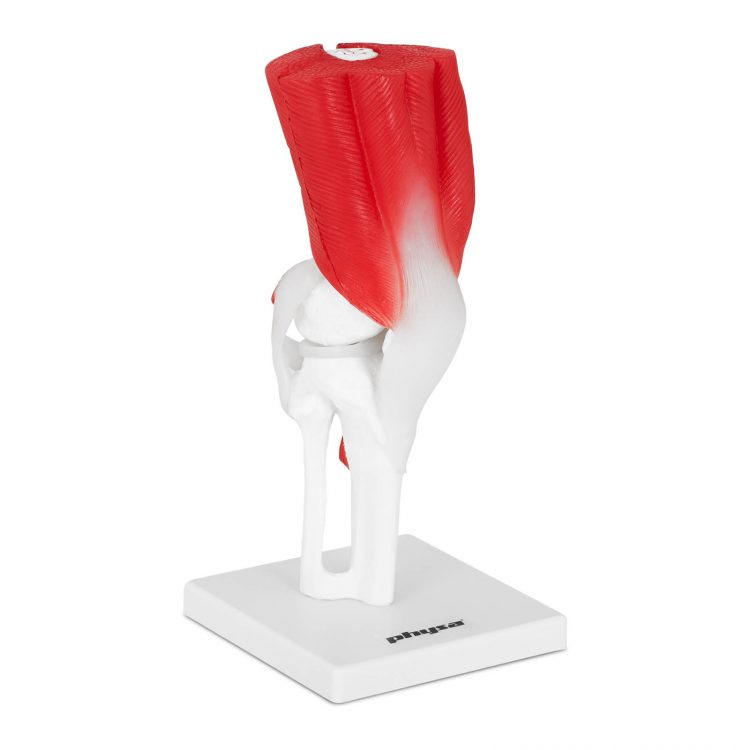 Model kolenného kĺbu | PHY-KJ-2 nevyhnutný na ortopedických klinikách, bude fungovať aj vo vzdelávacích zariadeniach, Výrobok nevyžaduje montáž.