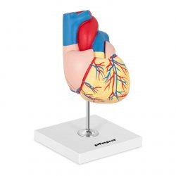 Model srdca - PHY-HM-2