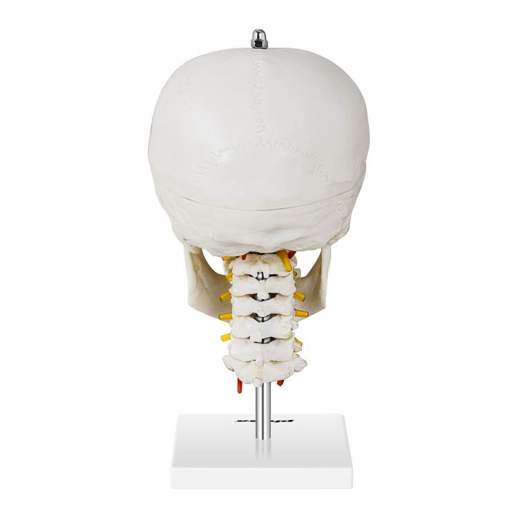 Model ľudskej lebky | PHY-SK-7